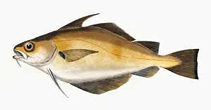 Trisopterus luscus, or Bib