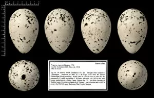 Black Background Collection: Tristrams great auk egg