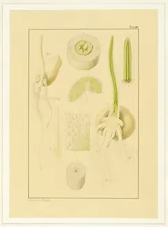 Triticum aestivum, Wheat