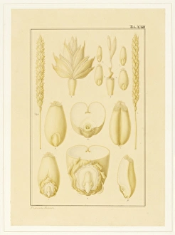 Images Dated 20th April 2015: Triticum aestivum, Wheat