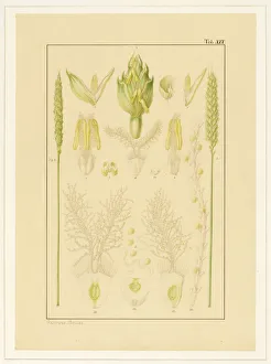 Aestivum Gallery: Triticum aestivum, Wheat