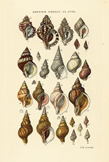 Gastropod Prints: Triton shells, Ranella, rock snails, Murex, whelk, Bucchinum, et