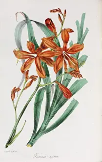 Blooming Prints: Tritonia aurea