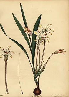 Henry Andrews Prints: Tritonia cooperi