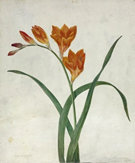 Women Artists Collection: Tritonia crocatia, flame freesia, M. Lawrance