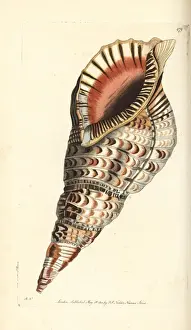 Tritons trumpet, Charonia tritonis