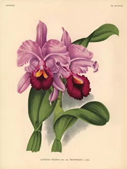 Iconography Gallery: Triumphant variety of Cattleya trianae orchid