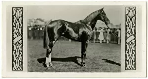 Clarke Gallery: Trivalve, Australian race horse