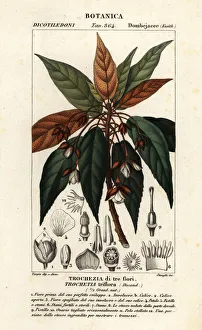 Spinosa Prints: Trochetia triflora