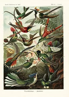 Trochilus Collection: Trochilidae hummingbirds