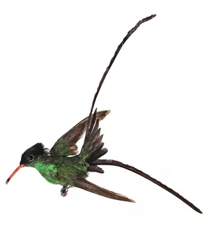 Apodiformes Prints: Trochilus polytmus, red-billed streamertail