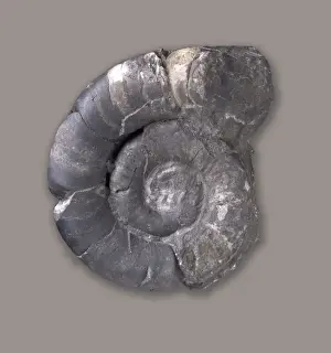 Coil Prints: Trocholites sp