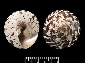 Trochus niloticus, top shell