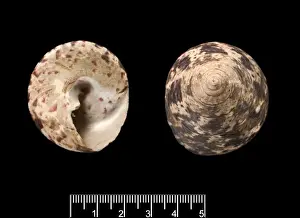 Herbivorous Prints: Trochus niloticus, top shell