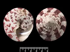 Trochus niloticus, top shell