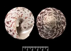 Trochus niloticus, top shell