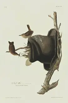 Troglodytidae Prints: Troglodytes aedon, house wren