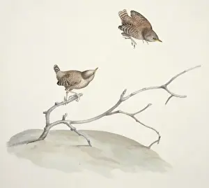 Troglodytes troglodytes, winter wren