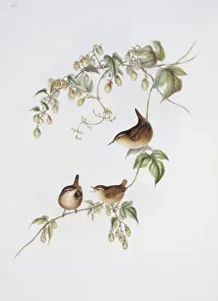 Troglodytes troglodytes, winter wren