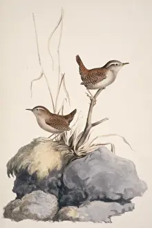Pair Prints: Troglodytes troglodytes, winter wren