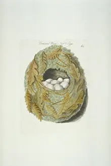 Speckled Prints: Troglodytes troglodytes, winter wren nest and eggs
