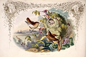 Troglodytes troglodytes, wren