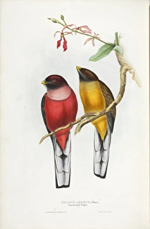 Elizabeth Gould Gallery: Trogon ardens, Philippine trogon