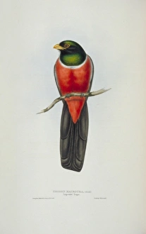 John Gould Gallery: Trogon melanurus macroura, black-tailed trogon