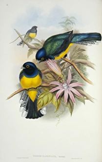 Elizabeth Gould Gallery: Trogon violaceus ramonianus, violaceous trogon