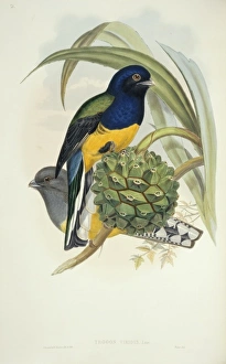 Elizabeth Gould Gallery: Trogon viridis, white-tailed trogon