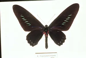 Trogonoptera trojana, birdwing butterfly