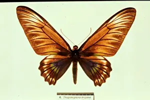 Trogonoptera trojana, birdwing butterfly
