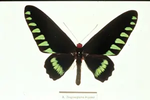 Trogonoptera trojana, birdwing butterfly