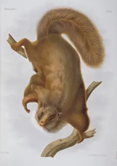 Lemur Prints: Trogopterus xanthipes, complex-toothed flying squirrel