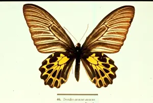 Birdwing Prints: Troides aeacus, golden birdwing butterfly