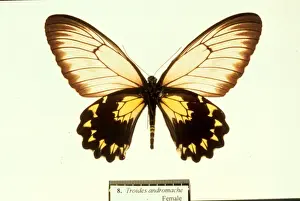 Troides andromache, birdwing butterfly