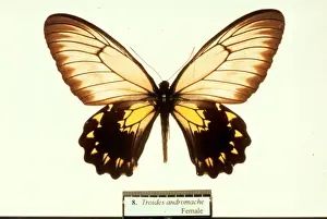Birdwing Prints: Troides andromache, birdwing butterfly