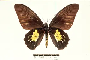 Birdwing Prints: Troides criton, birdwing butterfly