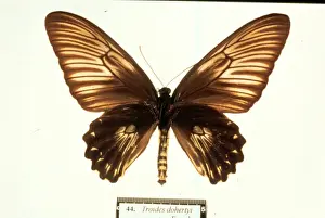 Birdwing Prints: Troides dohertyi, birdwing butterfly