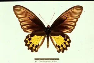 Birdwing Prints: Troides helena, common birdwing butterfly