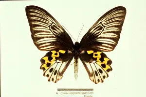 Birdwing Prints: Troides hypolitus, birdwing butterfly