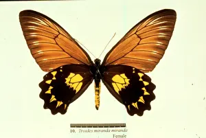 Birdwing Prints: Troides miranda, birdwing butterfly