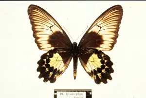 Birdwing Prints: Troides plato, birdwing butterfly