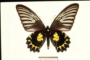 Birdwing Prints: Troides prattorum, birdwing butterfly