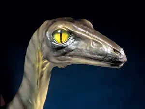 Troodon