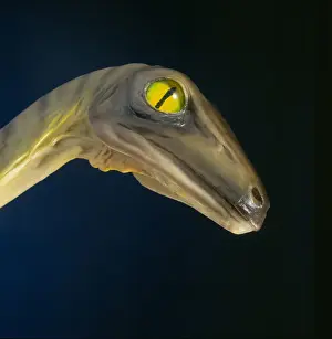 Troodon