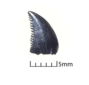 Troodon tooth