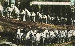Fallen Prints: Troop of the US cavalry on a fallen big tree, in California