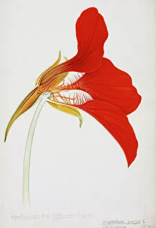Rosid Gallery: Tropaeolum majus, nasturtium