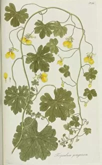 Brassicales Gallery: Tropaeolum peregrinum, Canary bird flower